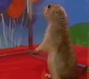 Gopher looking at you